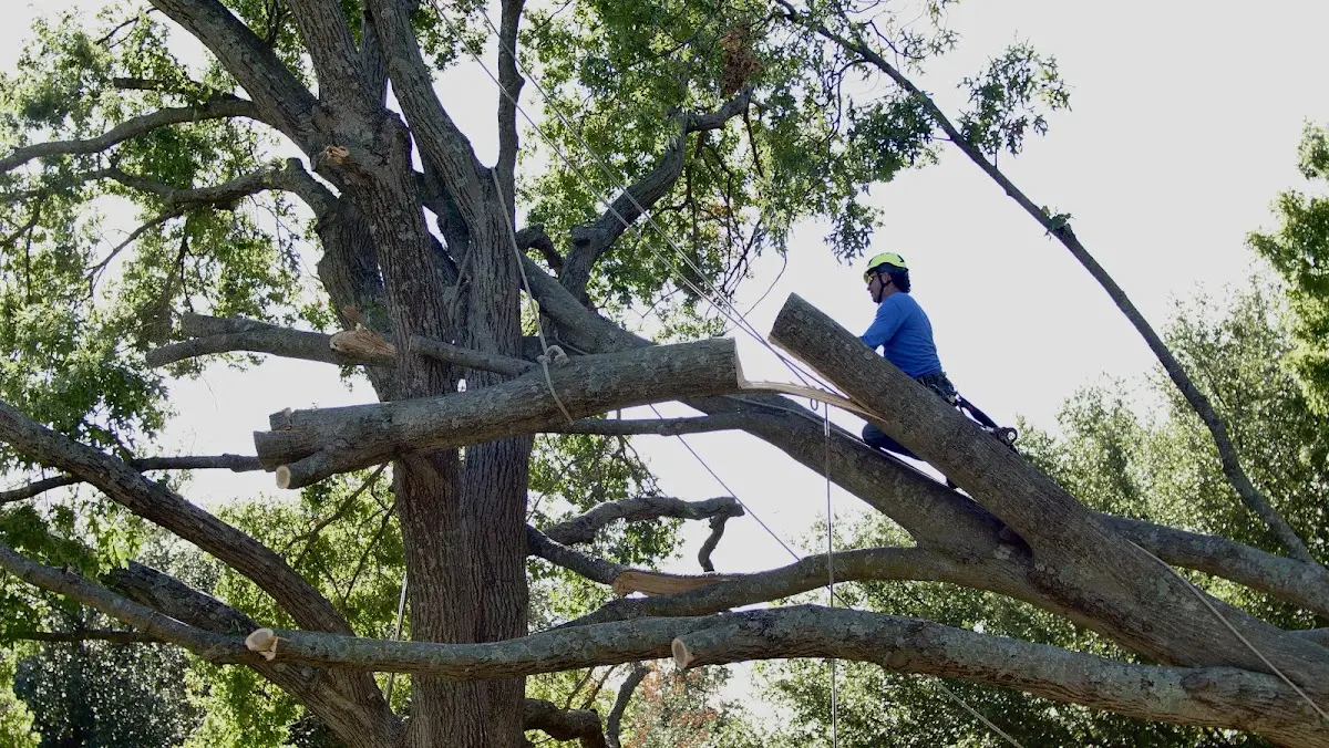 Professional Crown Thinning performed by certified arborists in Dilley