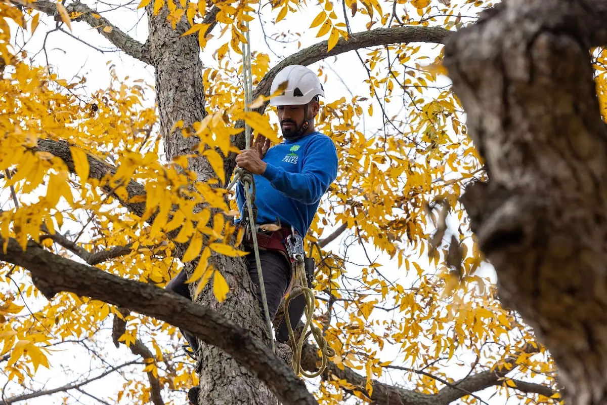 Skilled Tree Planing crew working in Dilley